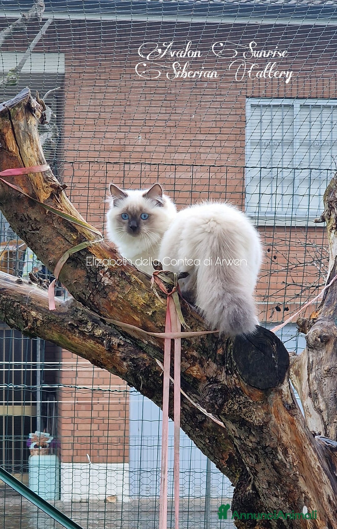 Immagine della galleria {{count}}