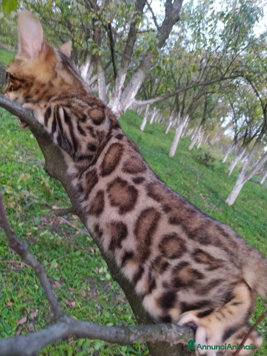 Bengala gatti in vendita: Bengala  - Annuncio 5