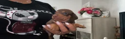 Bassotto cani in vendita: Bassotto tedesco nani cioccolato  - Annuncio 3