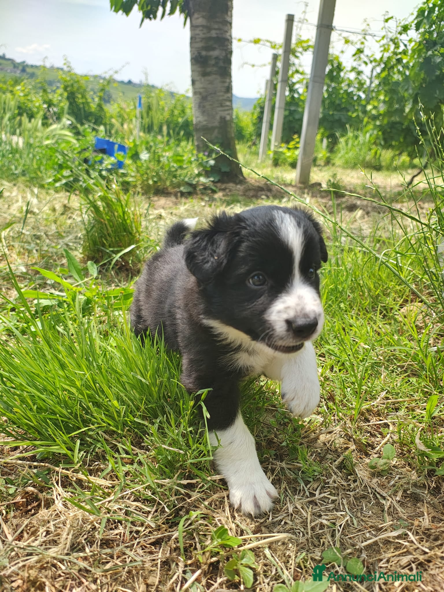 Border Collie cani CUCCIOLI DI BORDER COLLIE ALTA GENEALOGIA - Annuncio 2