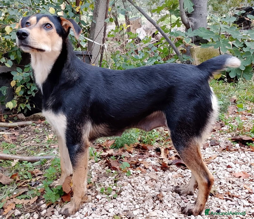 Altre razze cani in regalo: Maya, dolcissima, un anno  - Annuncio 3