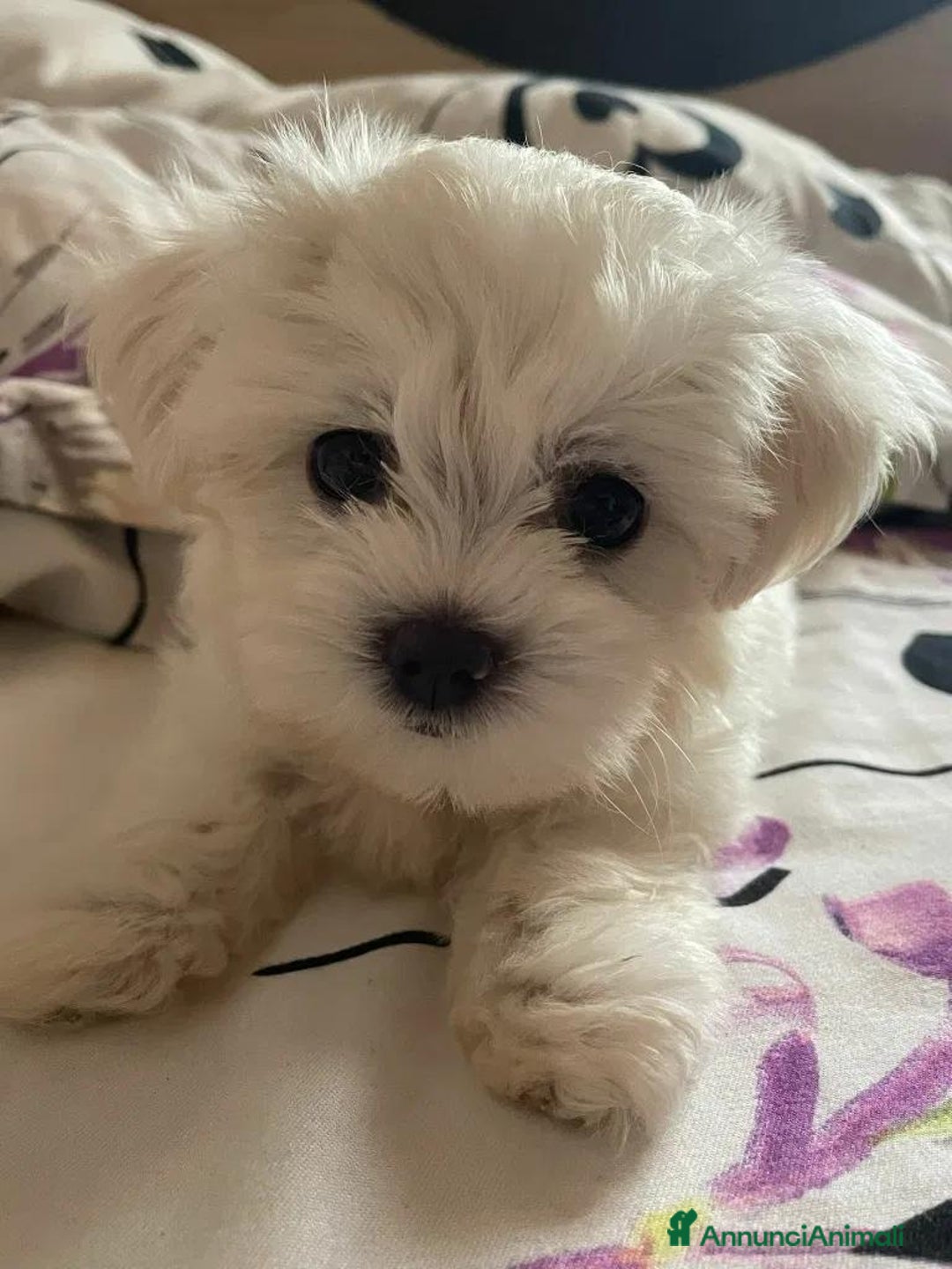 Maltese cani in vendita: Cuccioli di maltese - Annuncio 17