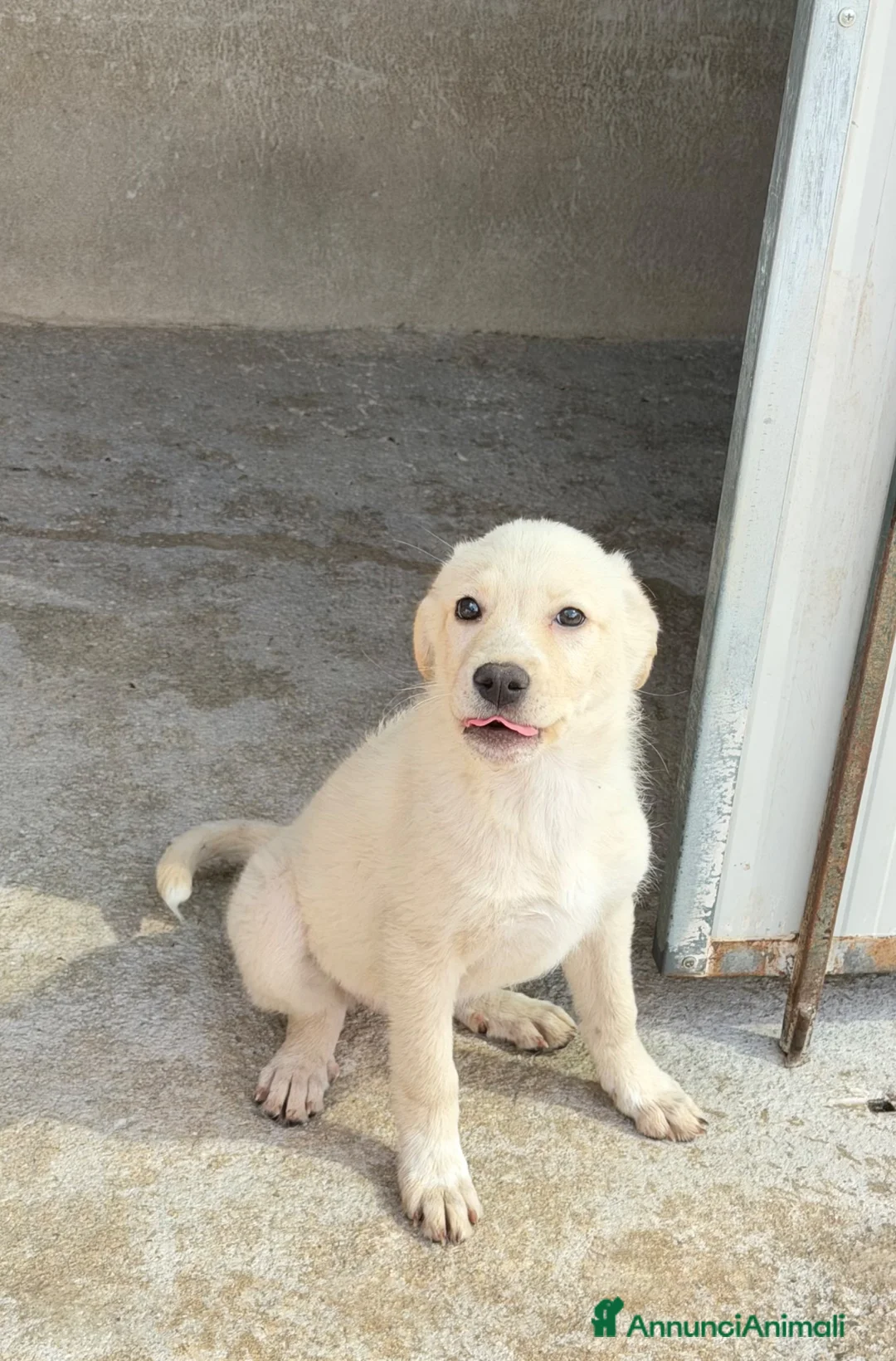 Meticcio cani in regalo: Maya  a Provincia di Reggio Emilia - Annuncio 4