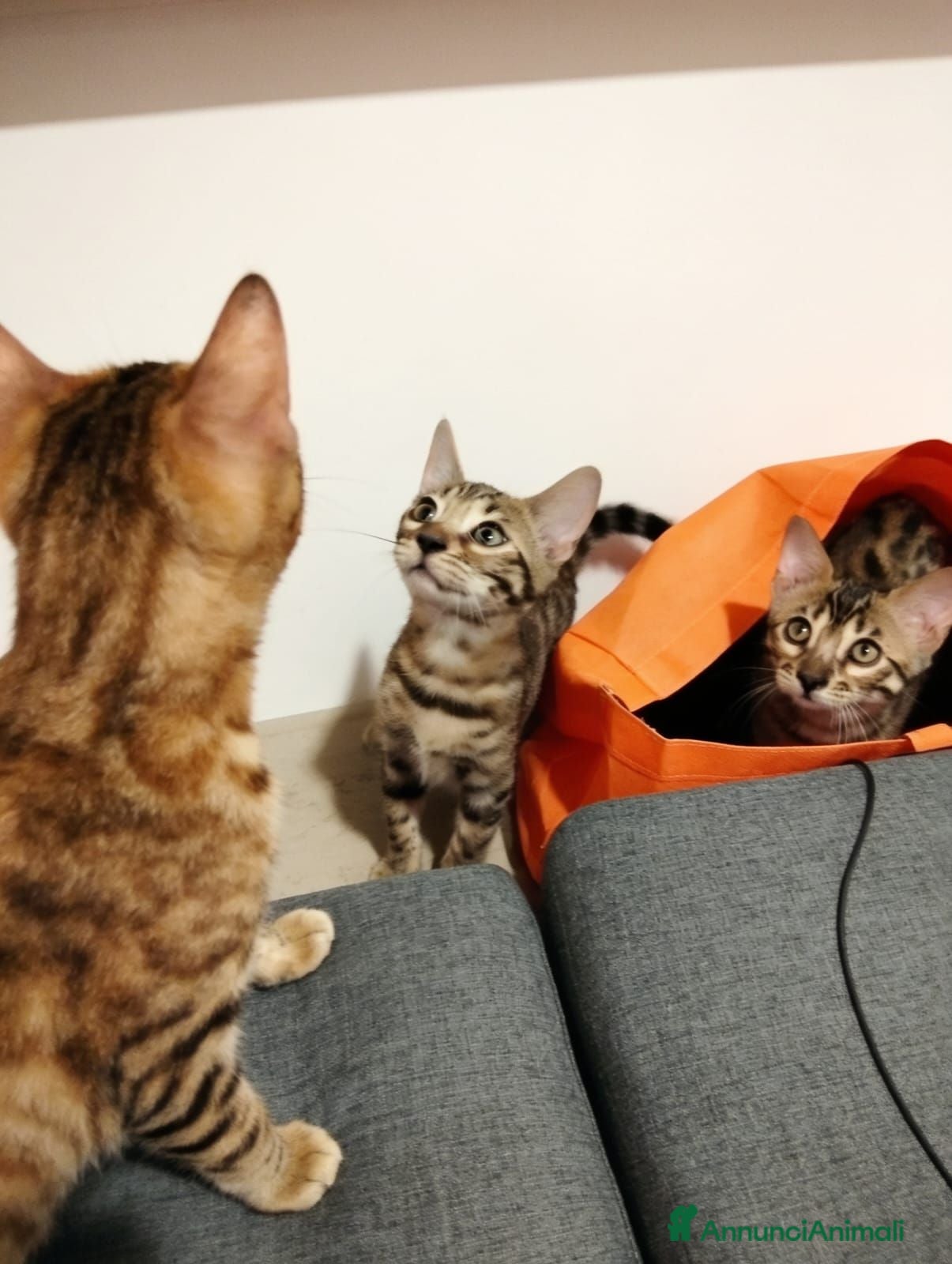 Bengala gatti Bengala sconto 30% sul 2° cucciolo,con pedigree - Annuncio 1