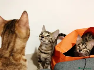 Bengala gatti Bengala sconto 30% sul 2° cucciolo,con pedigree - Annuncio 3