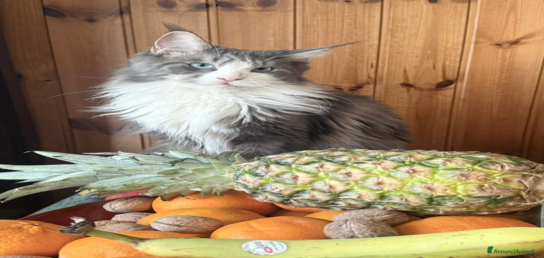 Immagine della galleria {{count}}