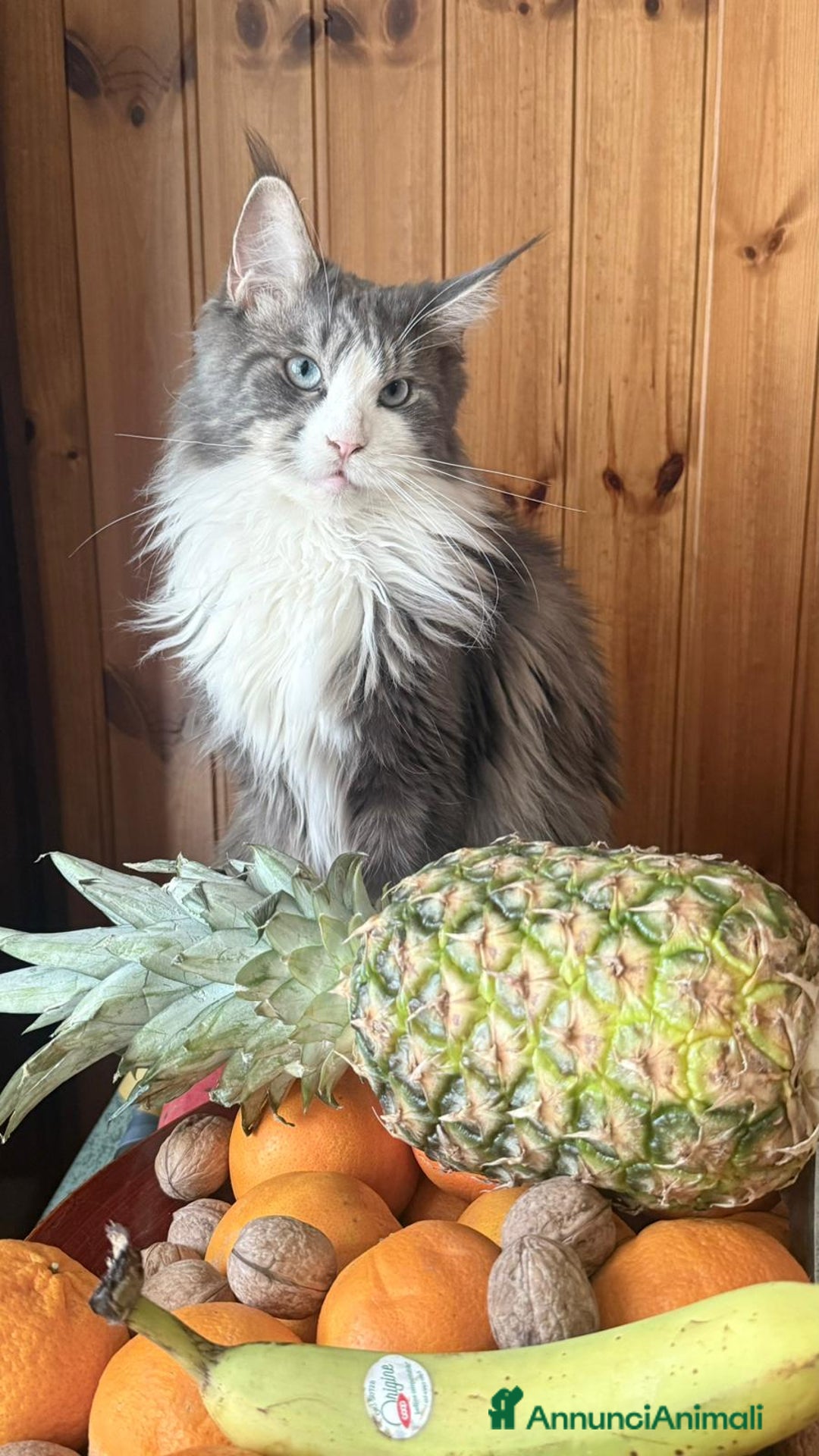 Immagine della galleria {{count}}