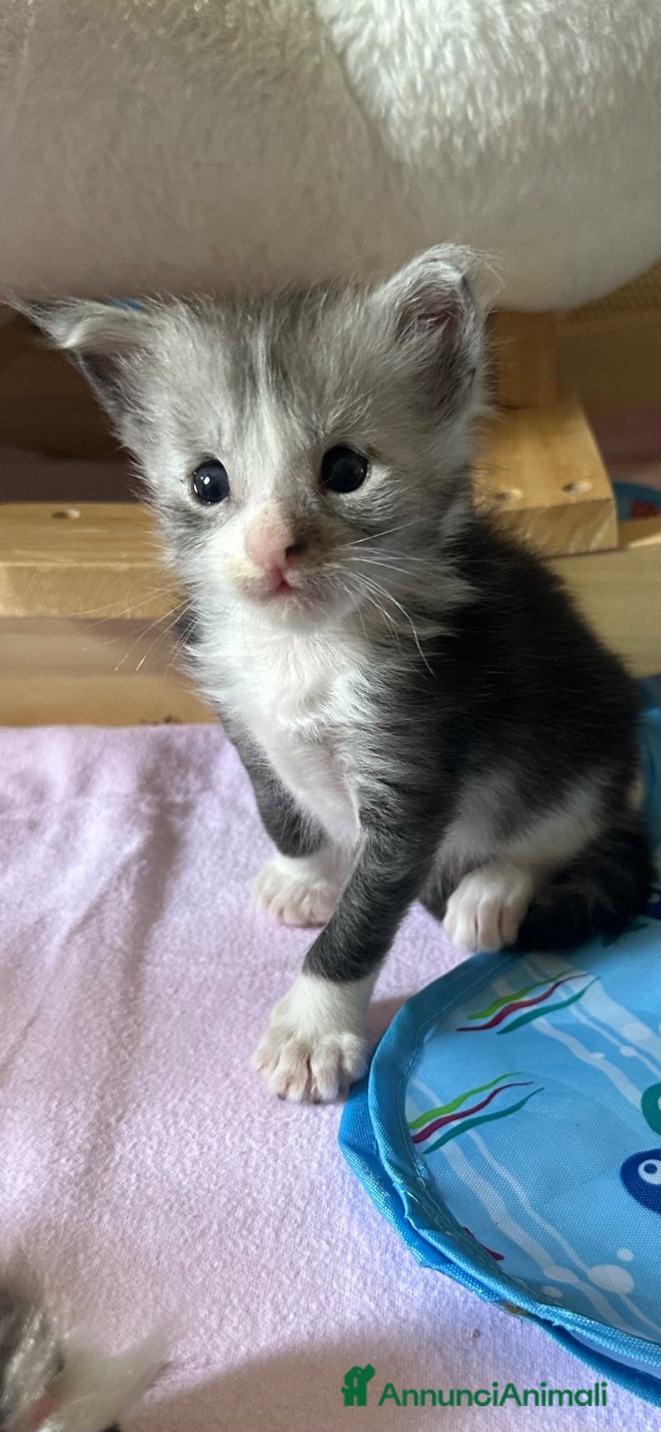 Maine Coon gatti Mainecoon - Annuncio 6
