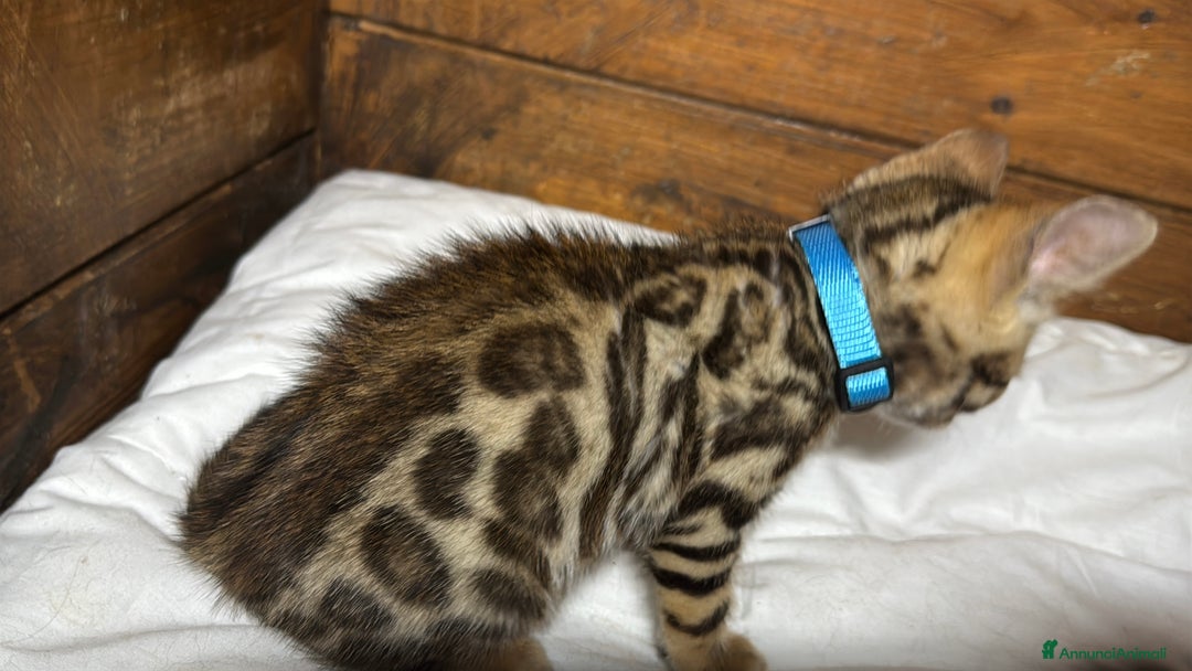 Bengala gatti in vendita: Cucciole di Bengal con Pedigree a Provincia di Asti - Immagine 21