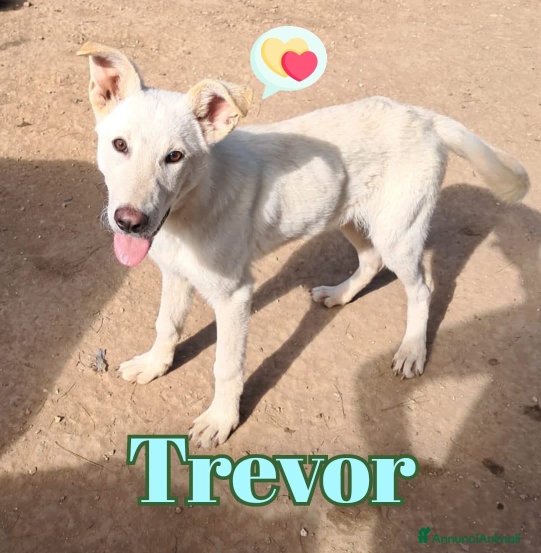 Meticcio cani TREVOR nato ad Aprile ‘25 - Annuncio 31