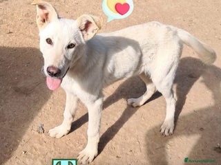 Meticcio cani TREVOR nato ad Aprile ‘25 - Annuncio 26