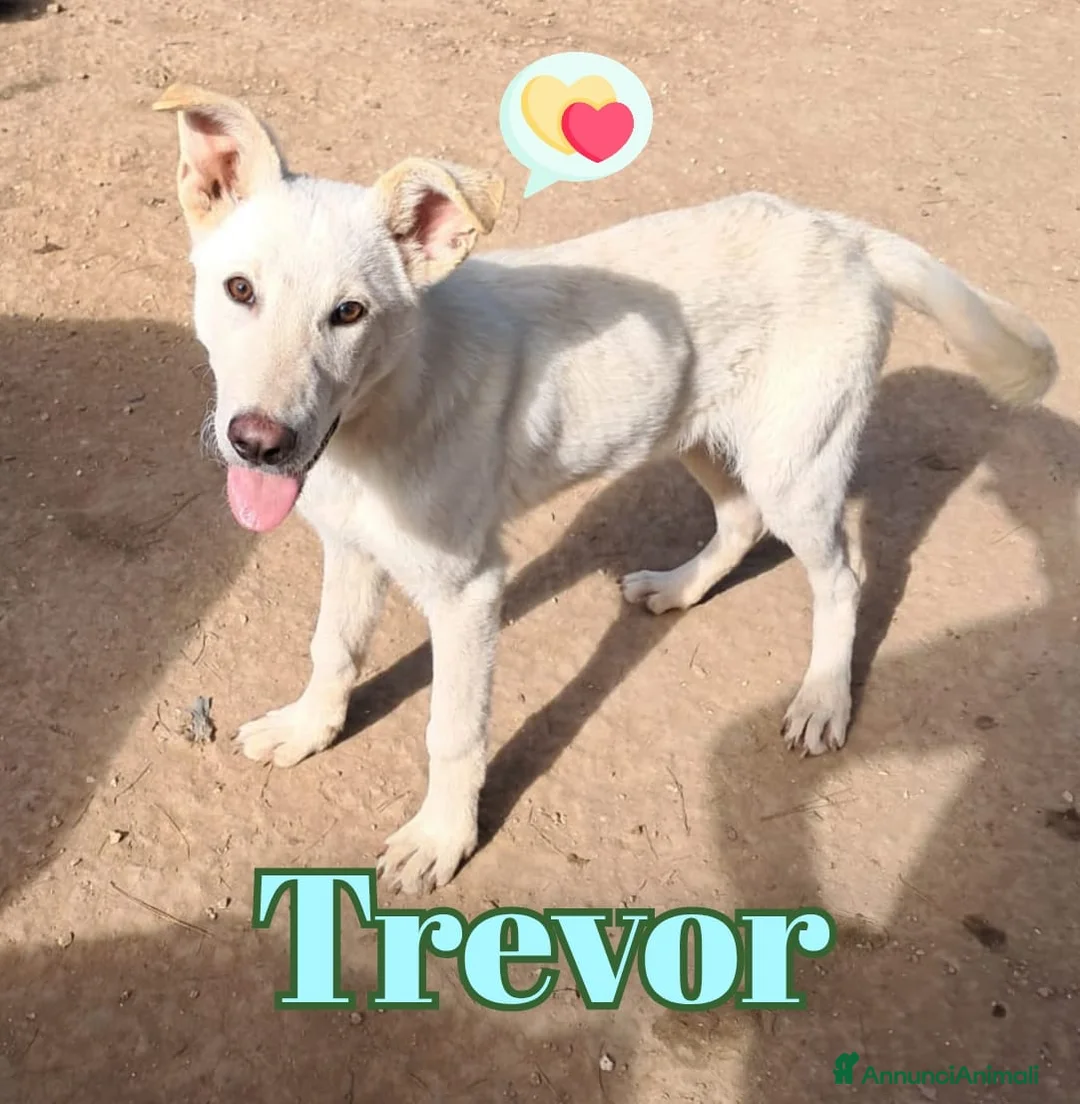 Meticcio cani in regalo: TREVOR nato ad Aprile ‘25 - Annuncio 1