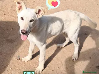 Meticcio cani TREVOR nato ad Aprile ‘25 - Annuncio 39