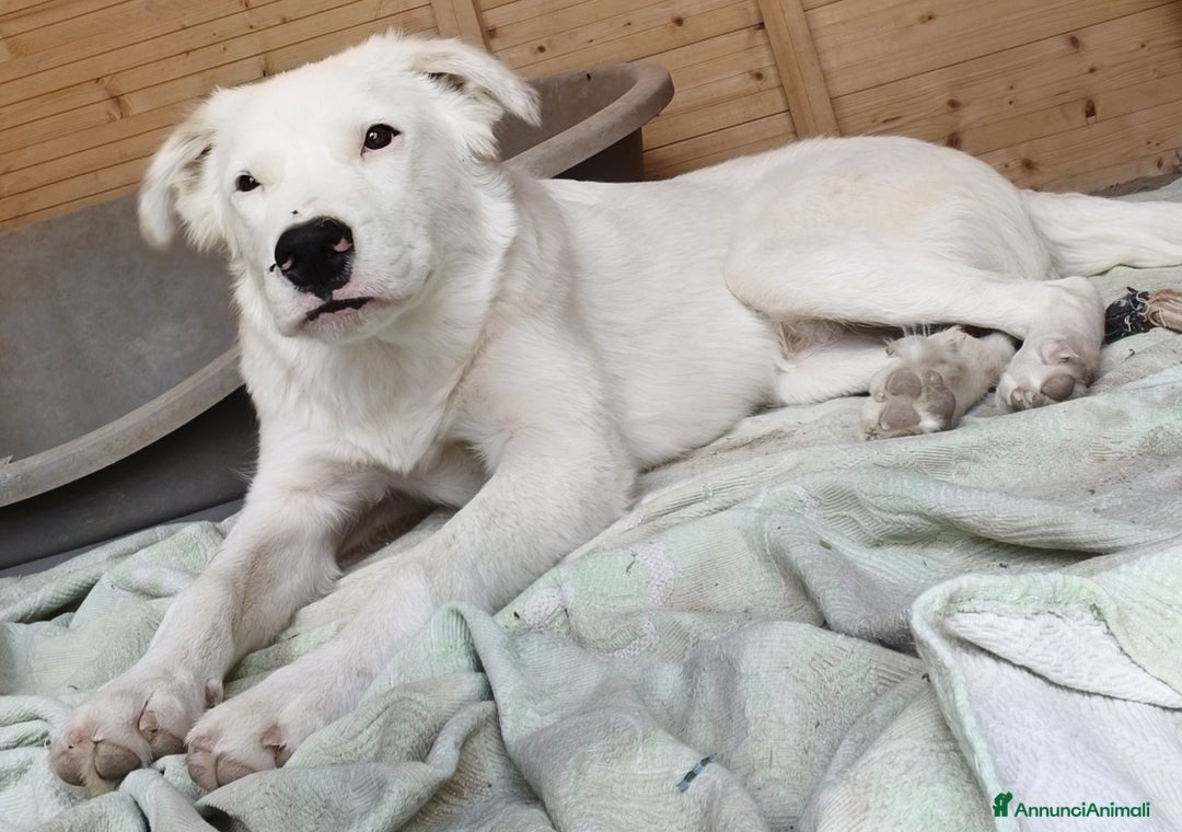 Meticcio cani in regalo: Snoopy cucciolone bravissimo - Annuncio 12