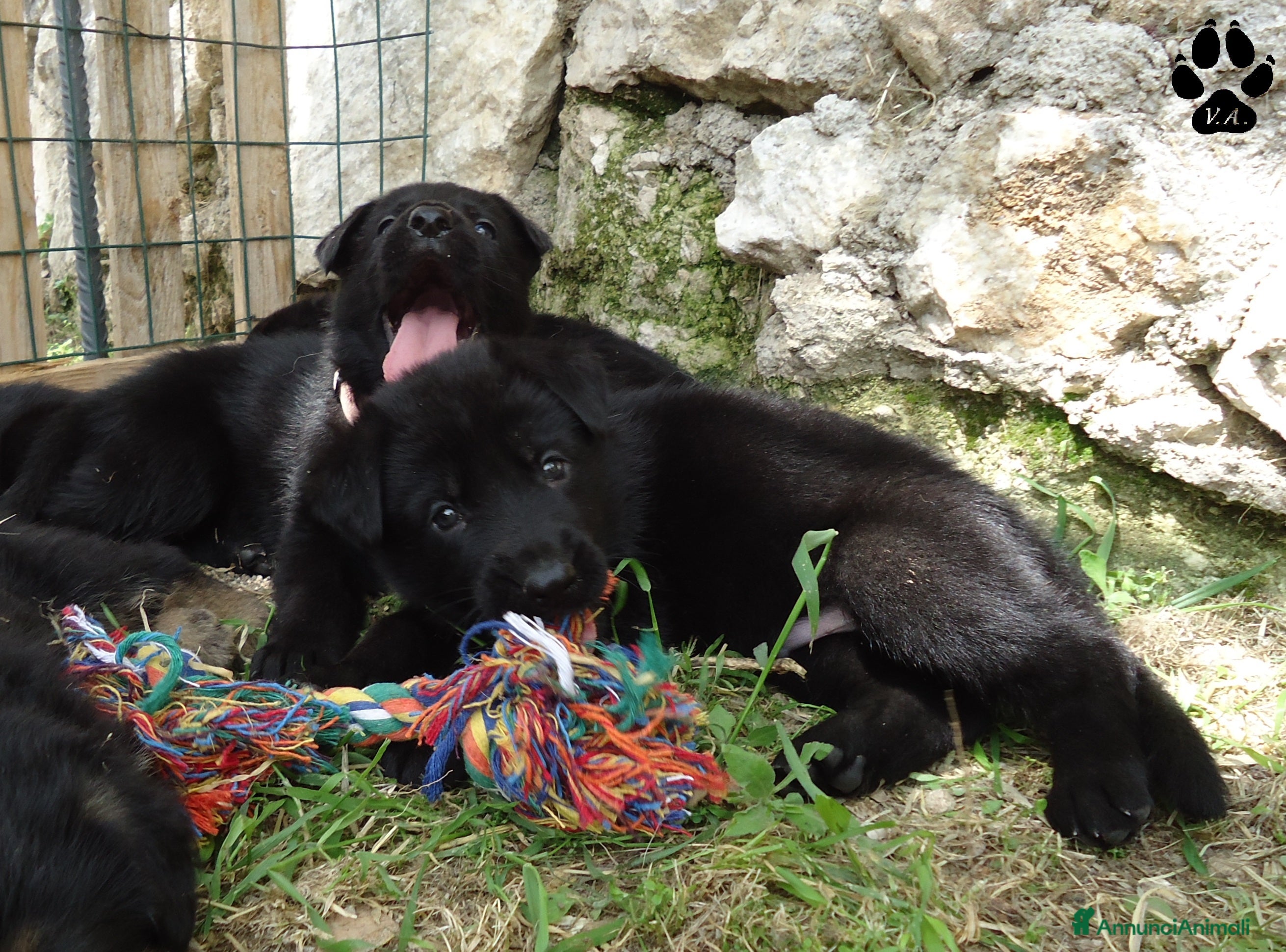 Pastore Tedesco cani Pastore tedesco nero cuccioli importanti - Annuncio 15