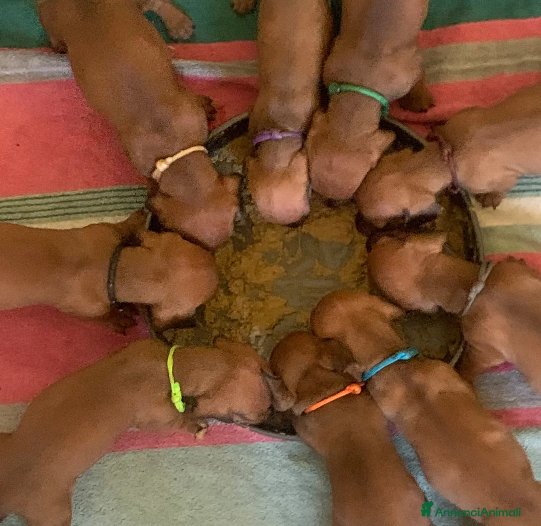 Bassotto cani in vendita: CUCCIOLI BASSOTTI STANDARD - Annuncio 2