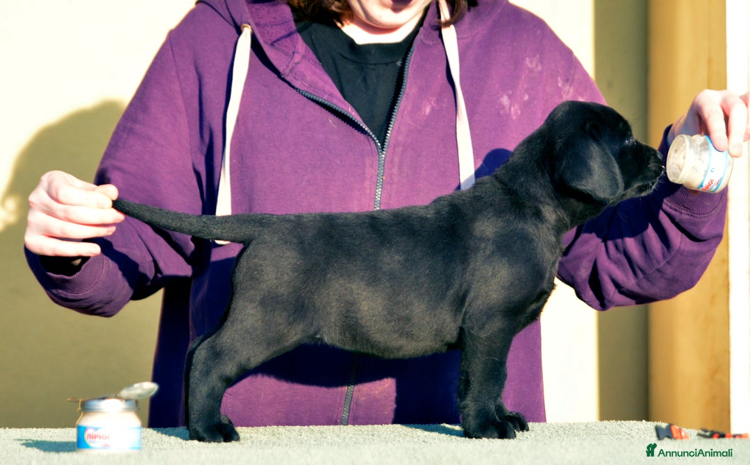 Labrador cani in vendita: Femmina di Labrador Adulta - Annuncio 3