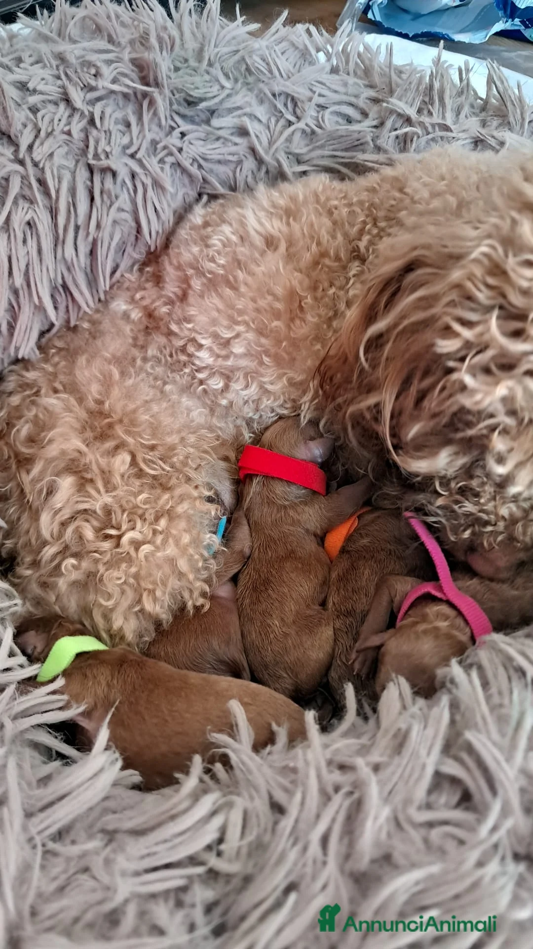 Barboncino Toy cani in vendita: Barboncini toy - Annuncio 4