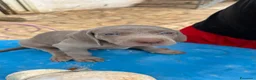 Weimaraner cani in vendita: Dolcissimi cuccioli di Weimaraner a Provincia di Foggia - Annuncio 3