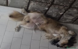 Meticcio cani in regalo: KEVIN a Provincia di Avellino - Immagine 2