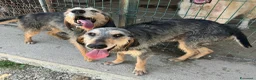 Segugio cani in regalo: Porthos 5 anni Taglia media  - Annuncio 5
