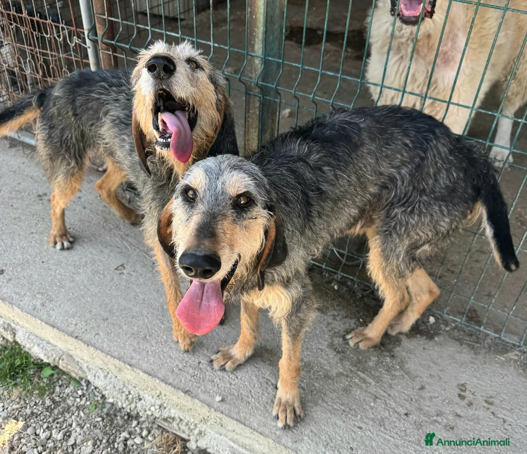 Segugio cani in regalo: Porthos 5 anni Taglia media  - Annuncio 5