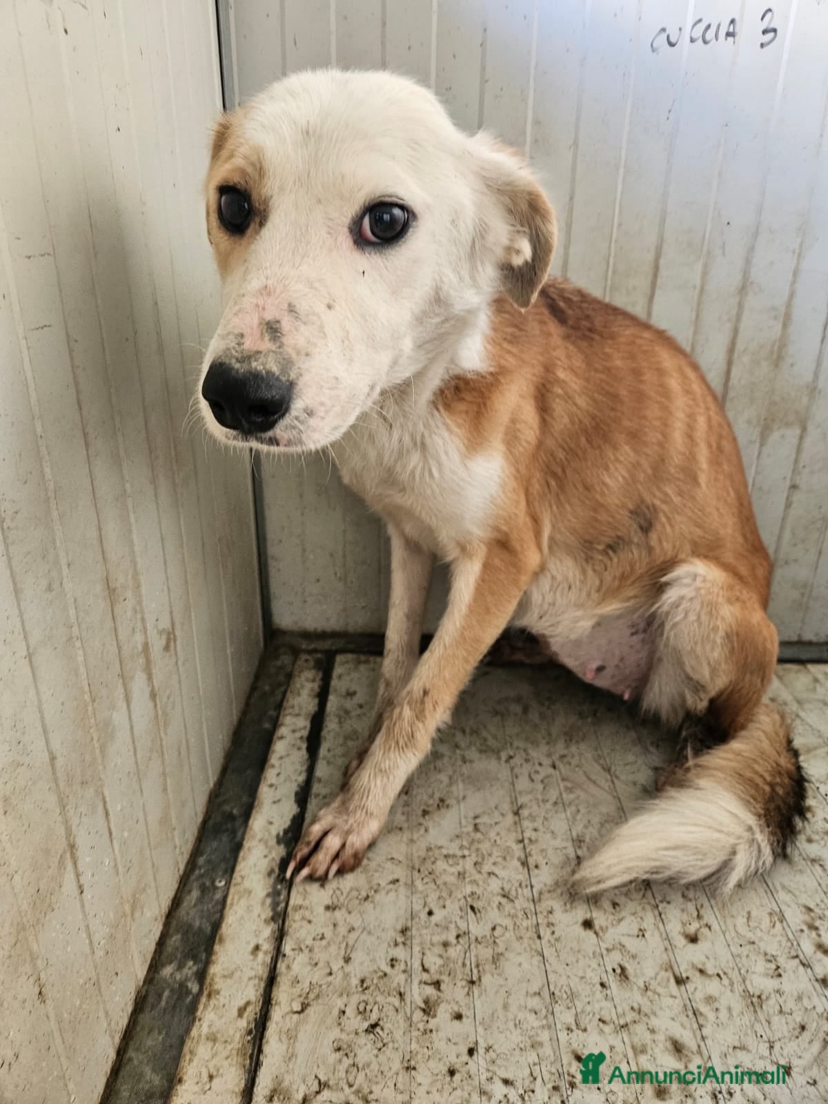 Meticcio cani Gemma: dolce e sensibile  - Annuncio 1