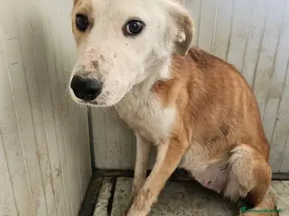 Meticcio cani Gemma: dolce e sensibile - Annuncio 33