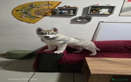 Husky cani in vendita: Cucciola husky a Provincia di Ascoli Piceno - Immagine 8