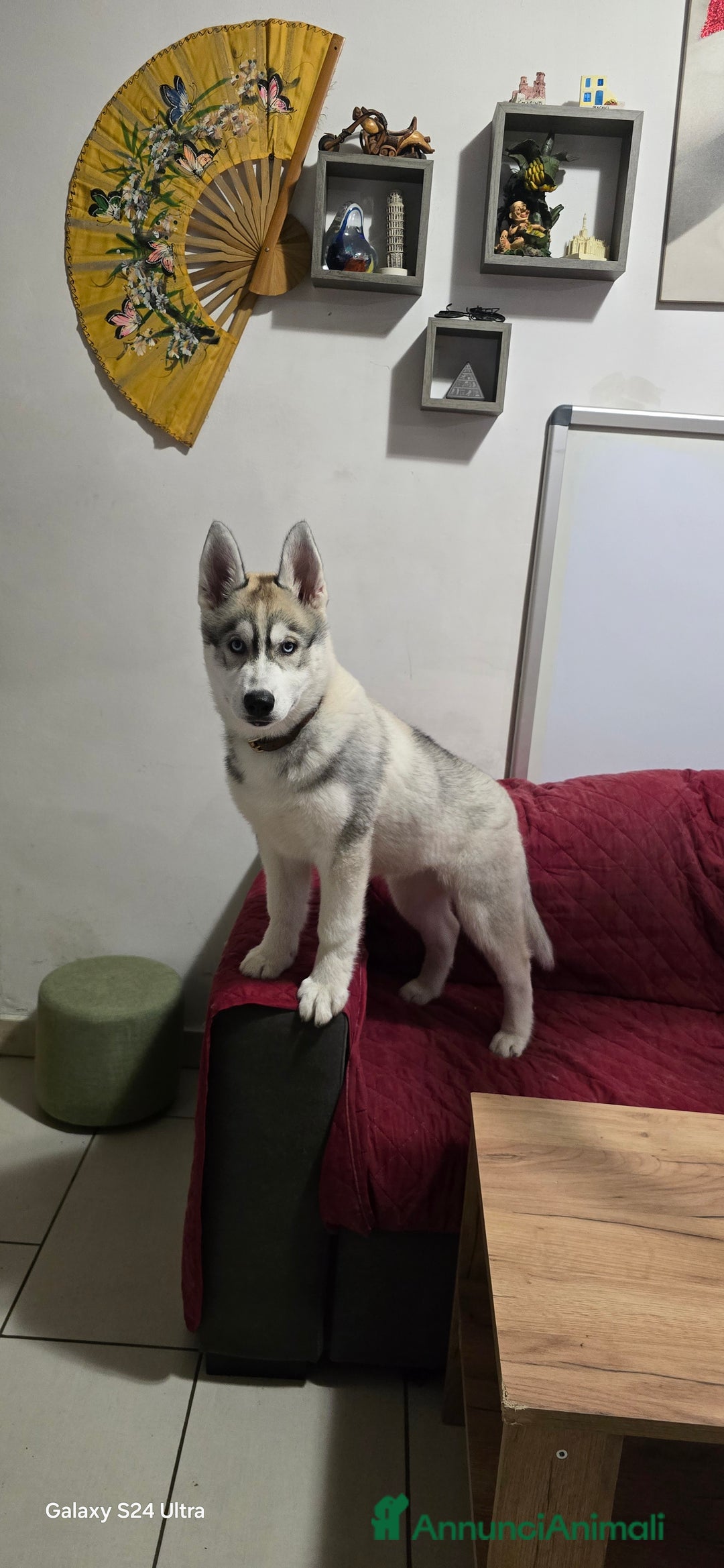 Husky cani in vendita: Cucciola husky a Provincia di Ascoli Piceno - Immagine 8