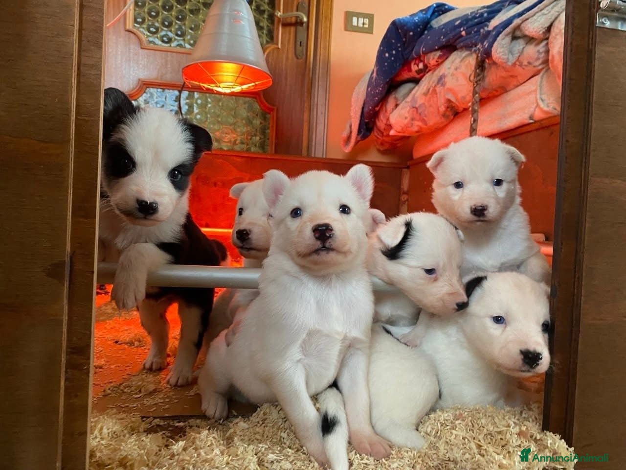 Yakutian Laika cani Cuccioli di Yakutian Laika - Annuncio 24