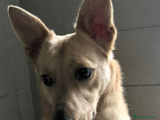 Meticcio cani MANUEL DOLCE CAGNOLINO - Annuncio 14