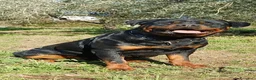 Rottweiler cani in vendita: Cuccioli rottweiler  - Annuncio 20