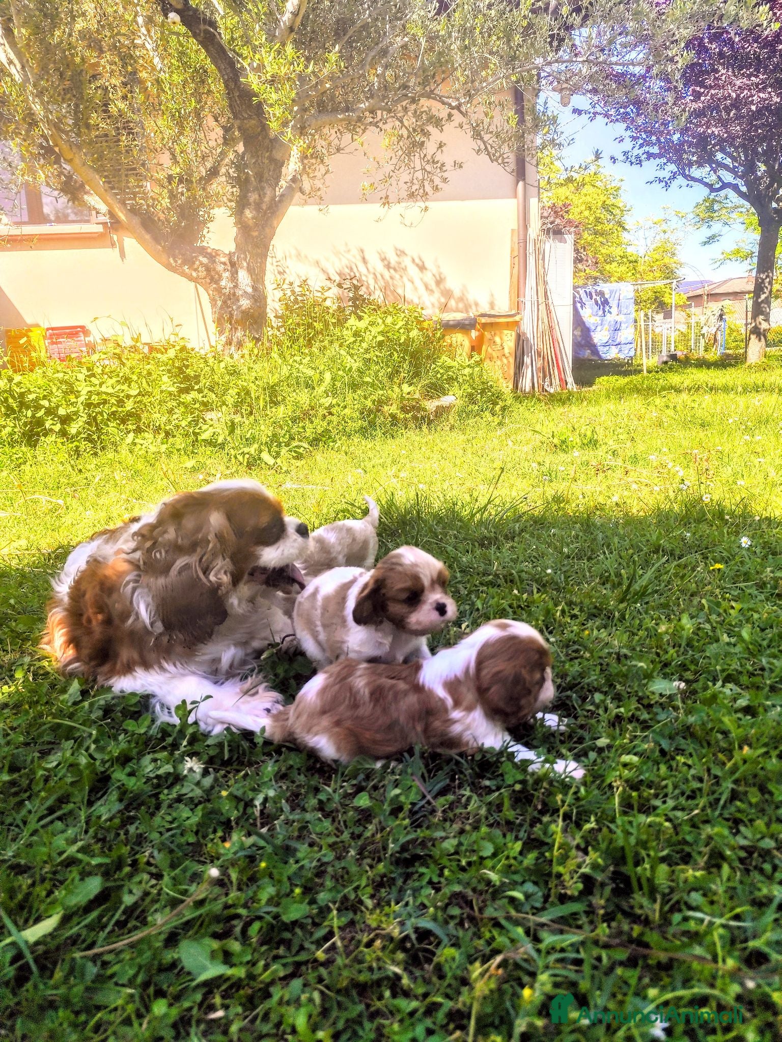 Cavalier King cani  splendida cucciolata di cavalier king - Annuncio 18