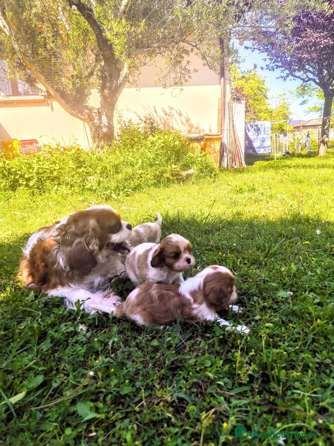 Cavalier King cani in vendita:  splendida cucciolata di cavalier king - Annuncio 1