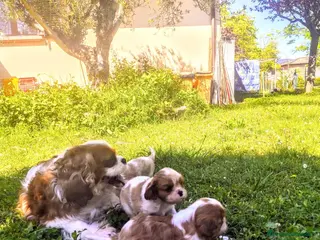 Cavalier King cani splendida cucciolata di cavalier king - Annuncio 18