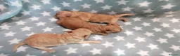 Barboncino cani in vendita: Barboncini nani cuccioli - Annuncio 7