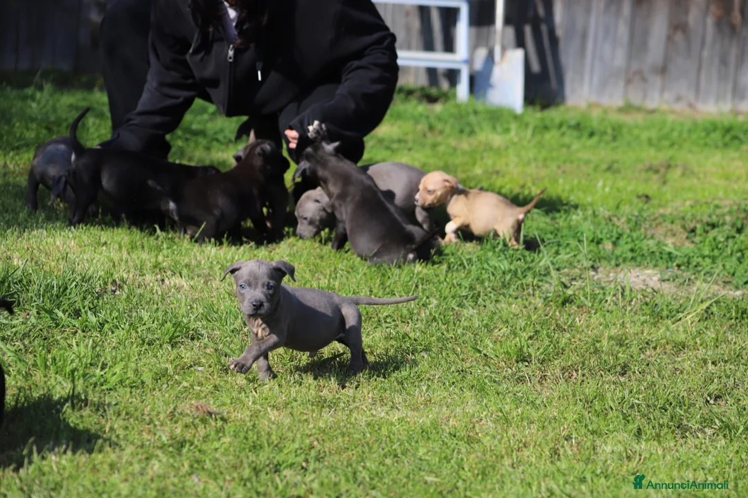 Pitbull cani in vendita: Cuccioli Pit Bull con pedigree anche a rate - Annuncio 40