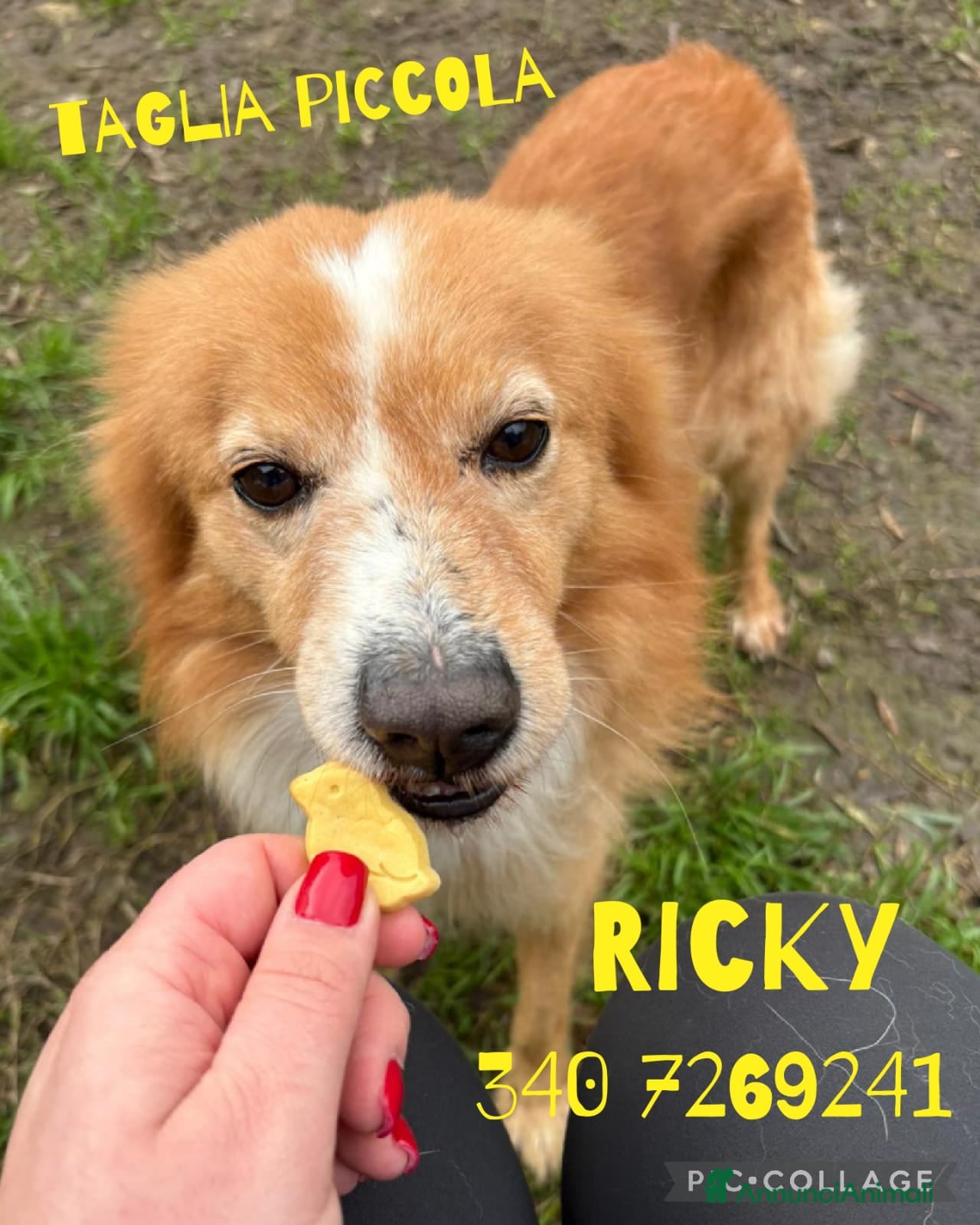 Meticcio cani RICKY 💙 11 kg di bontà - Annuncio 4