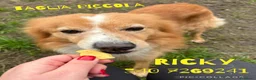 Meticcio cani in regalo: RICKY 💙 11 kg di bontà a Provincia di Pistoia - Annuncio 1