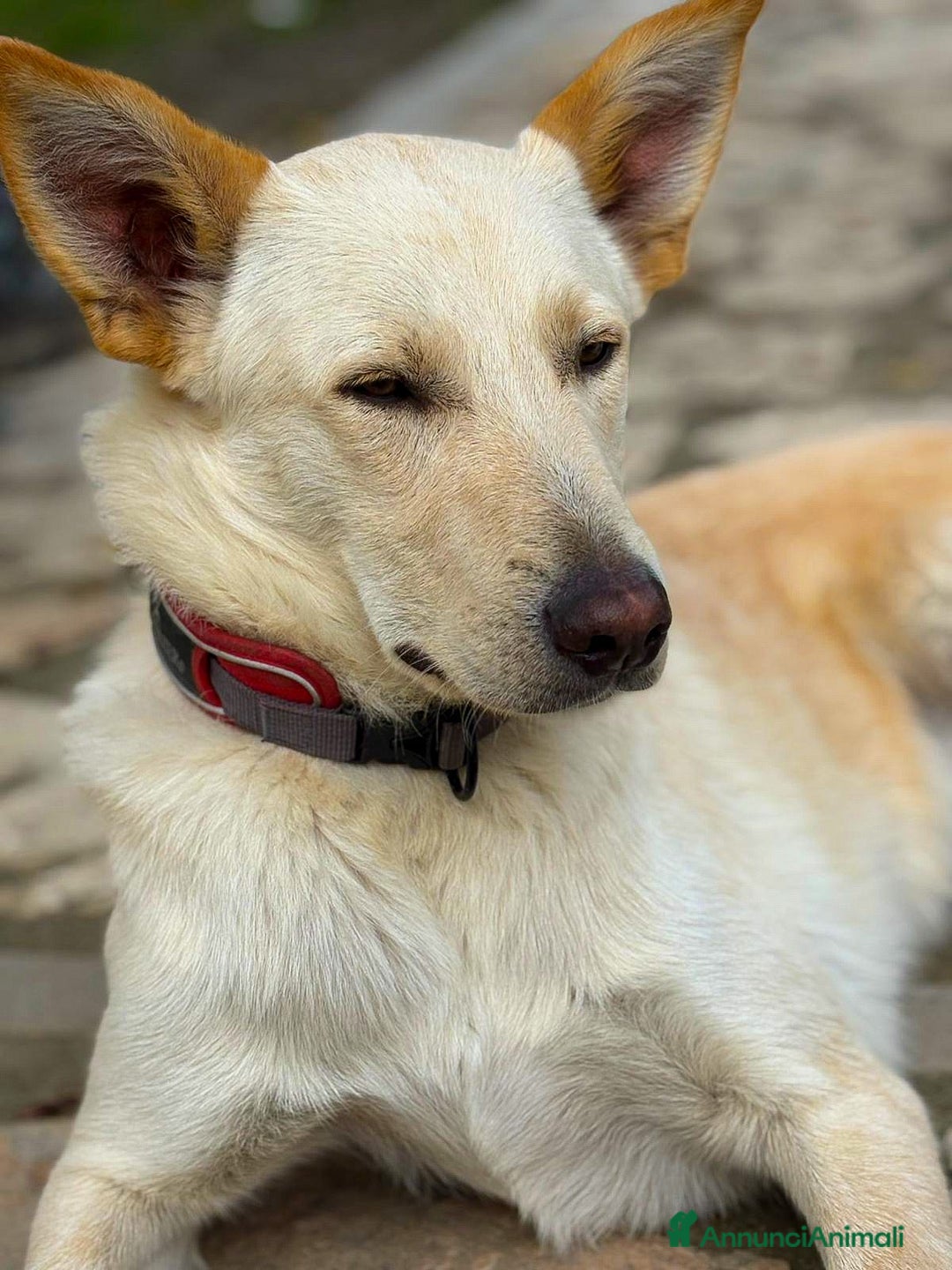 Meticcio cani in regalo: ROMEO 💙 -  vi farà innamorare! Energia pura! - Annuncio 5