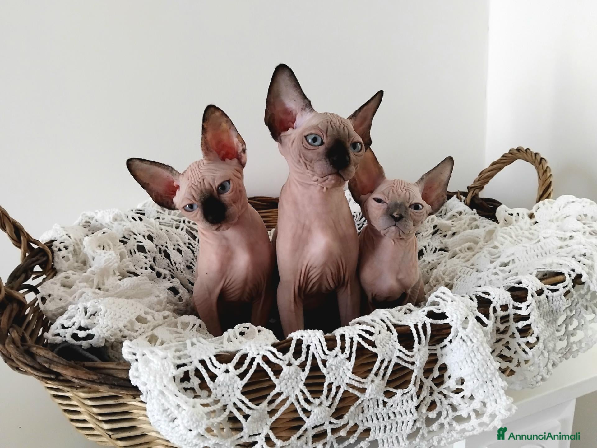 Sphynx gatti Cuccioli di sphynx  - Annuncio 20