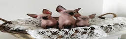 Sphynx gatti in vendita: Cuccioli di sphynx  - Annuncio 1