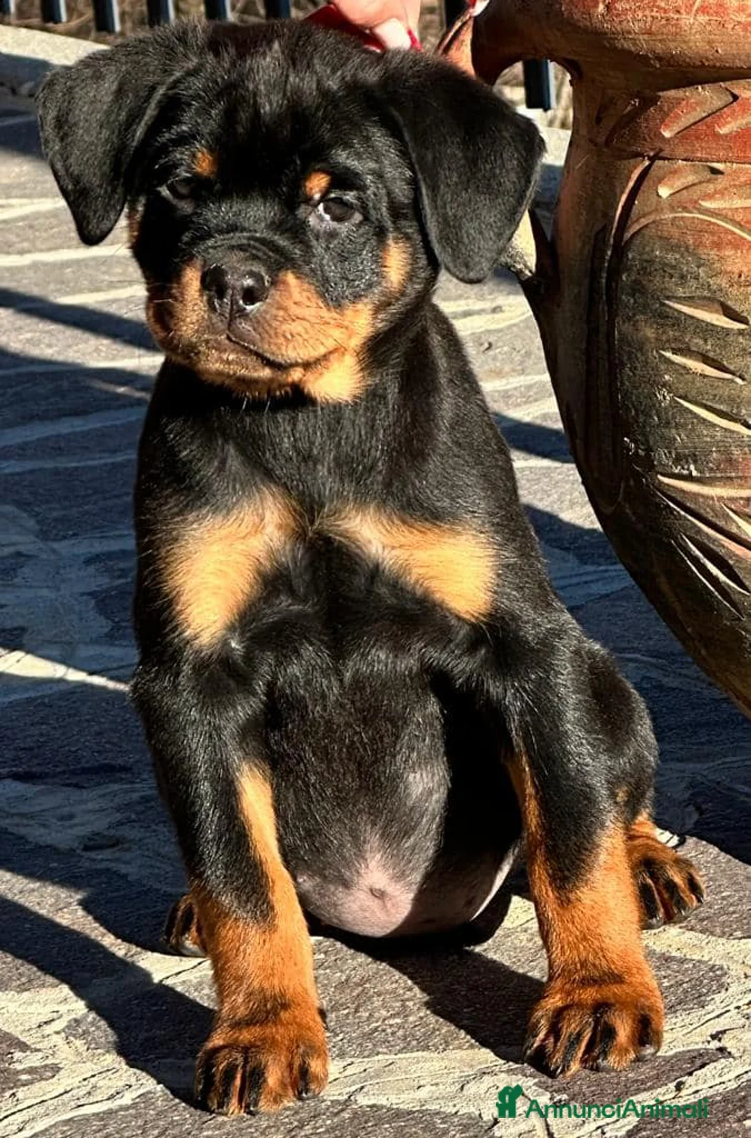 Immagine della galleria {{count}}