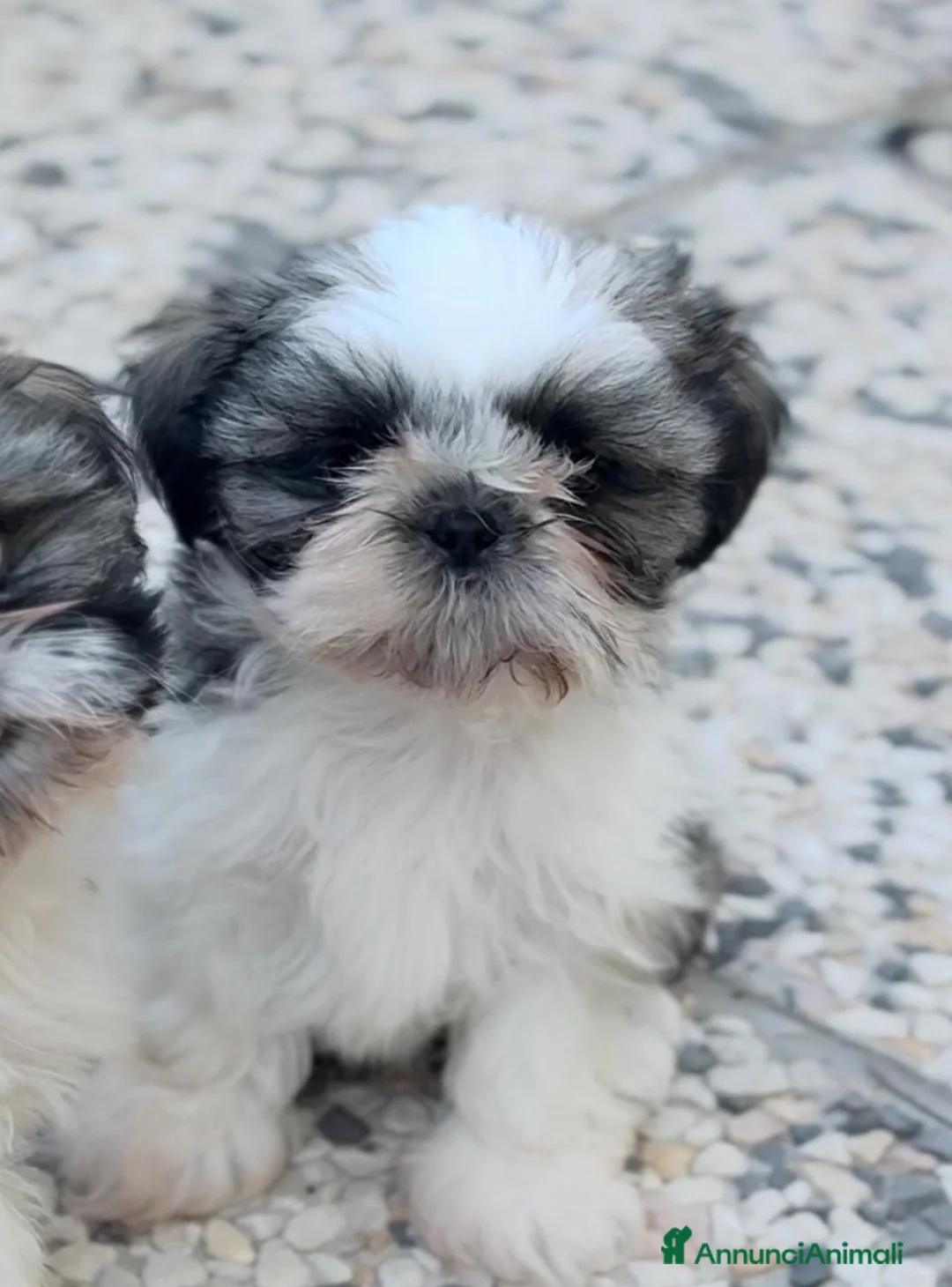 Shih Tzu cani in vendita: Cuccioli shih tzu con pedigree enci  a Città metropolitana di Roma Capitale - Annuncio 2