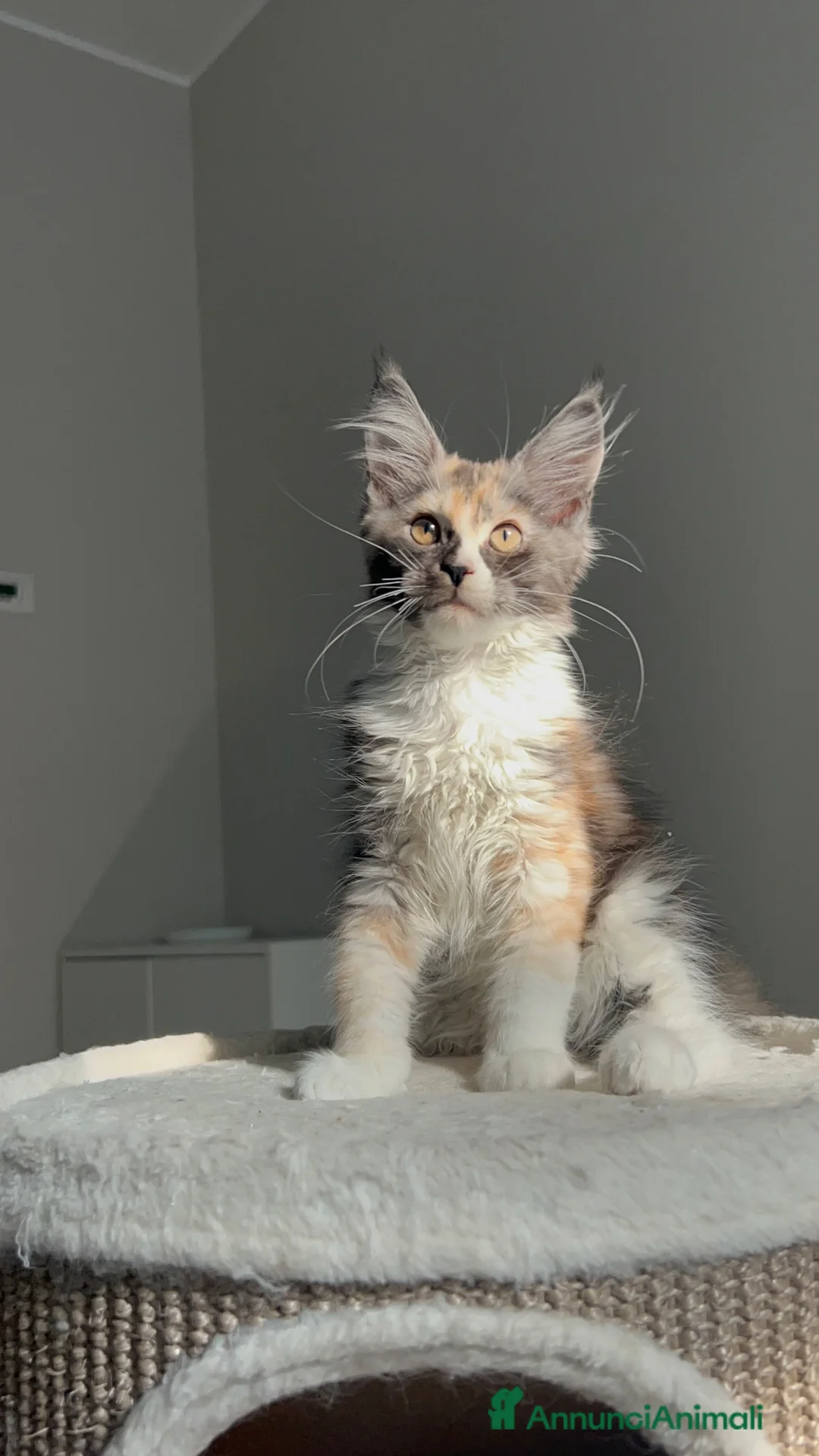 Maine Coon gatti in vendita: Maine coon con pedigree  - Annuncio 2