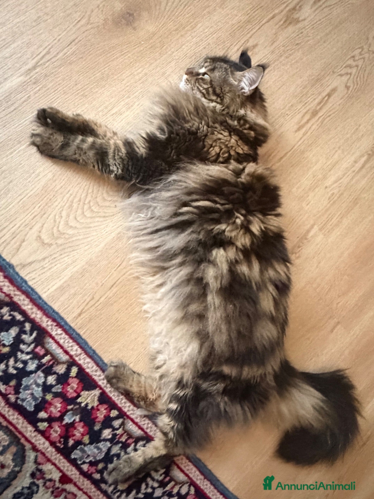 Maine Coon gatti maine coon 7 anni - Annuncio 10