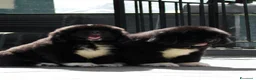 Terranova cani in vendita: CUCCIOLI TERRANOVA NERI a Valle d'Aosta - Annuncio 7