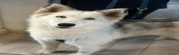Husky cani in regalo: Donut, una splendida Husky - Annuncio 5
