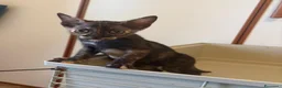 Meticcio gatti in regalo: Gattini adorabili a Provincia di Crotone - Annuncio 2